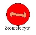 stomatocyte